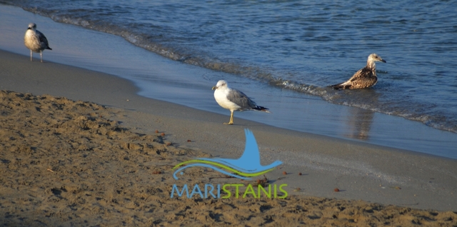 La Fondazione Med Sea invita gli operatori  della filiera turistica ad aderire al Club “Friends of MARISTANIS”.